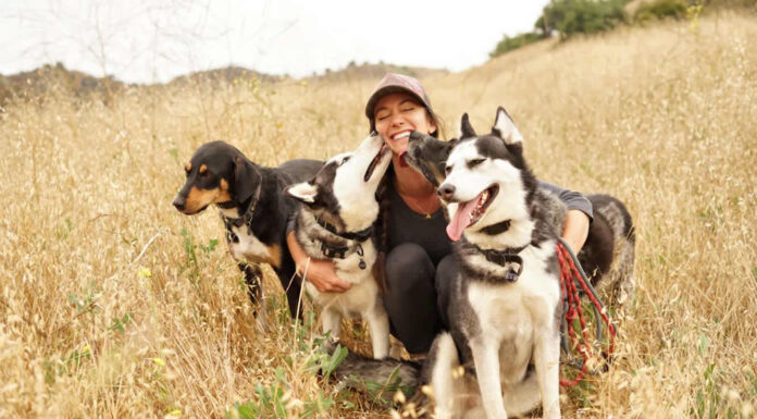 How Caring for Your Dog Enhances Everyday Life How Caring for Your Dog Enhances Everyday Life